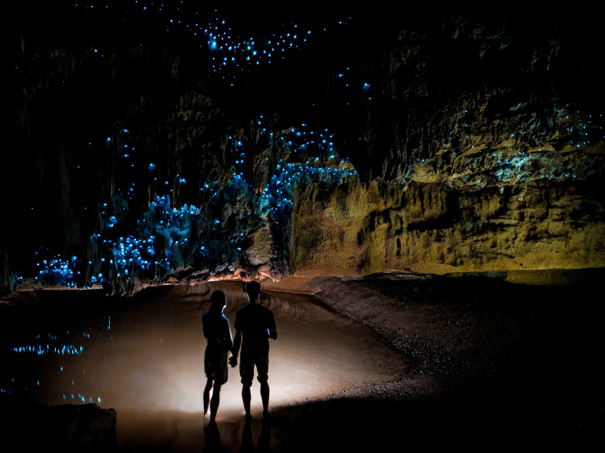 Leuchtsignale der Natur